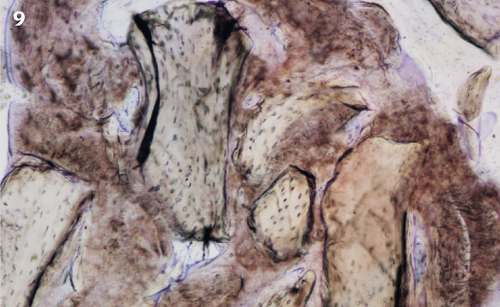 9 | Histological ground section of the
regenerated site.